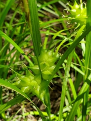 Carex intumescens