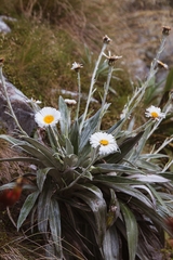 Celmisia semicordata