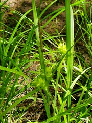 Carex intumescens