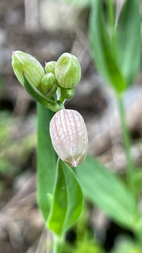 Silene vulgaris
