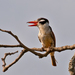 White-eared Puffbird - Photo (c) Dario Sanches, some rights reserved (CC BY-SA)