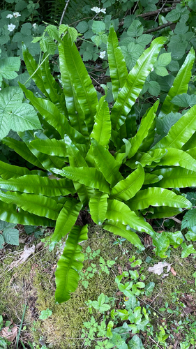 Asplenium scolopendrium