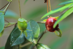 Eugenia involucrata
