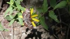 Chiomara asychis
