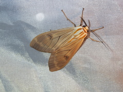 Amastus aconia