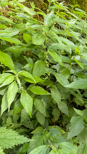 Parietaria officinalis