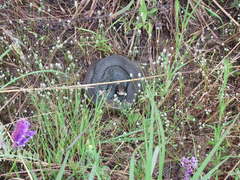 Coluber constrictor foxii