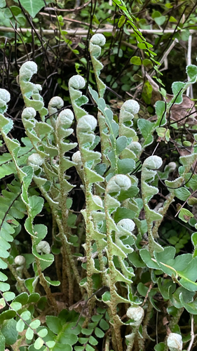 Asplenium ceterach