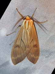 Amastus aconia