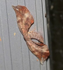 Parepisparis excusata