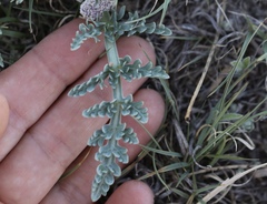 Vesper montanus