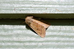 Orthosia pacifica