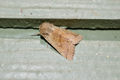 Orthosia pacifica