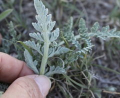 Vesper montanus