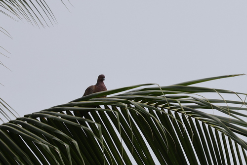 Picazuro Pigeon