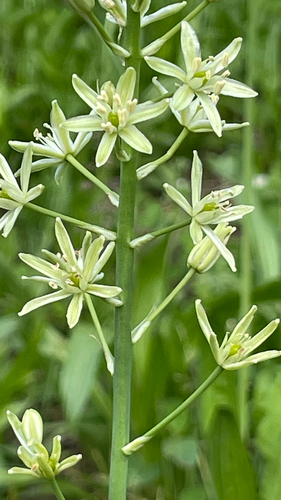 Ornithogalum pyrenaicum