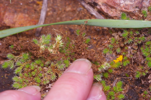 Selaginella peruviana, photograph 3