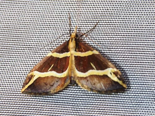 Psaliodes samaniegoi