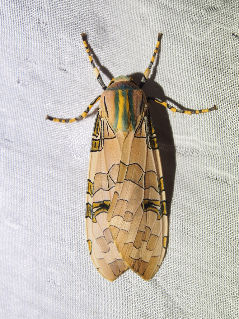 Halysidota orientalis