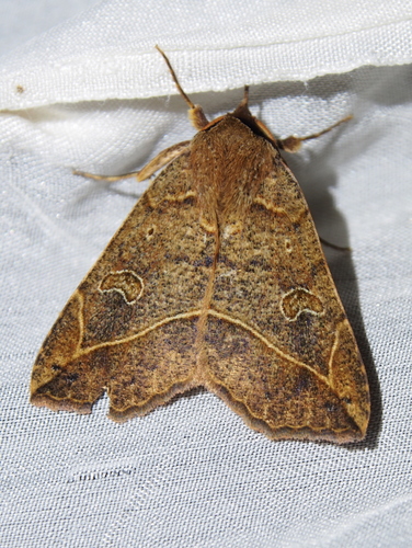 Goniocarsia electrica Schaus, 1894