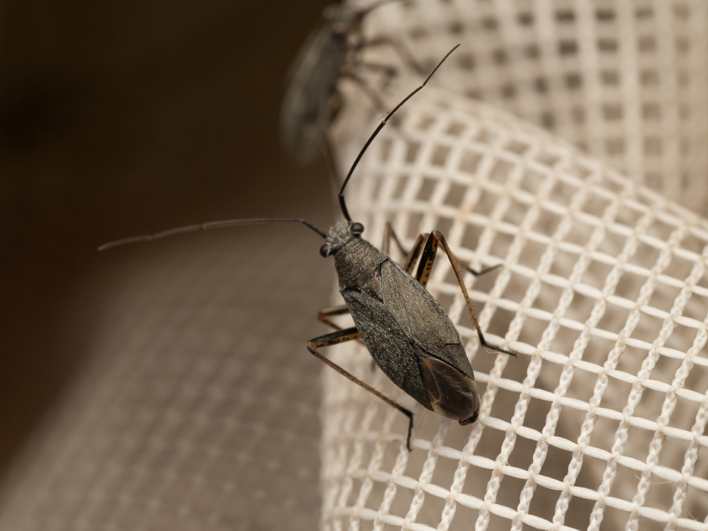 Irbisia pacifica