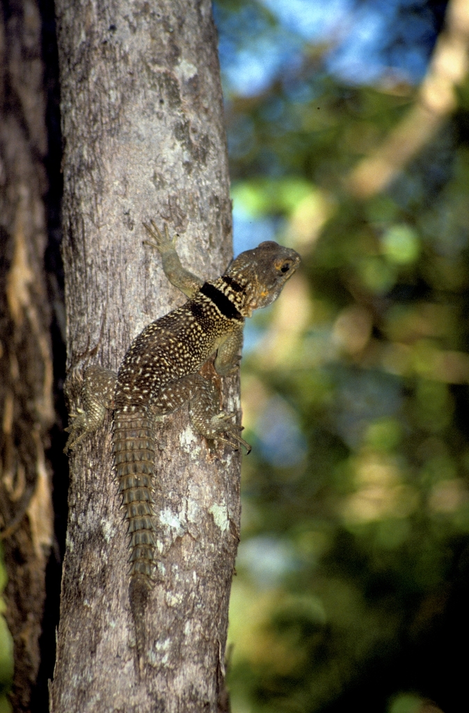 Cuvier's Madagascar Swift