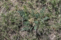 Vesper montanus
