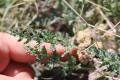 Vesper montanus