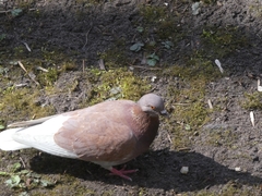Columba livia domestica