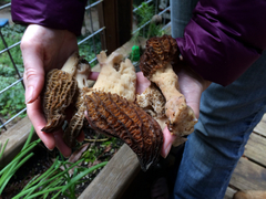 Morchella importuna
