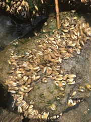 Mytilopsis leucophaeata