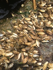 Mytilopsis leucophaeata