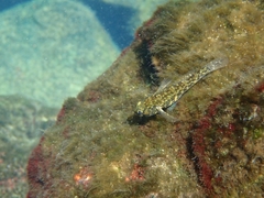 Bathygobius lineatus