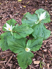Trillium albidum