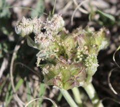 Vesper montanus