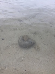 Holothuria atra