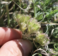 Vesper montanus
