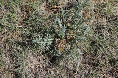 Vesper montanus