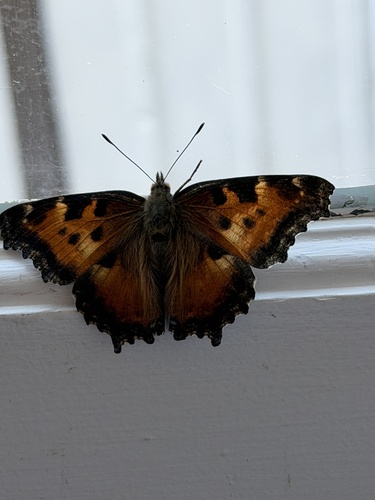 California Tortoiseshell photo 6