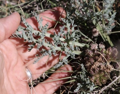 Vesper montanus