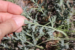 Vesper montanus