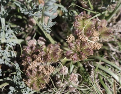 Vesper montanus
