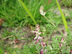 Fumaria purpurea