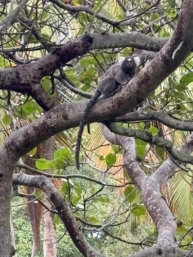 Common Marmoset