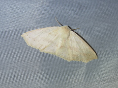 Sabulodes