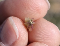 Vesper montanus