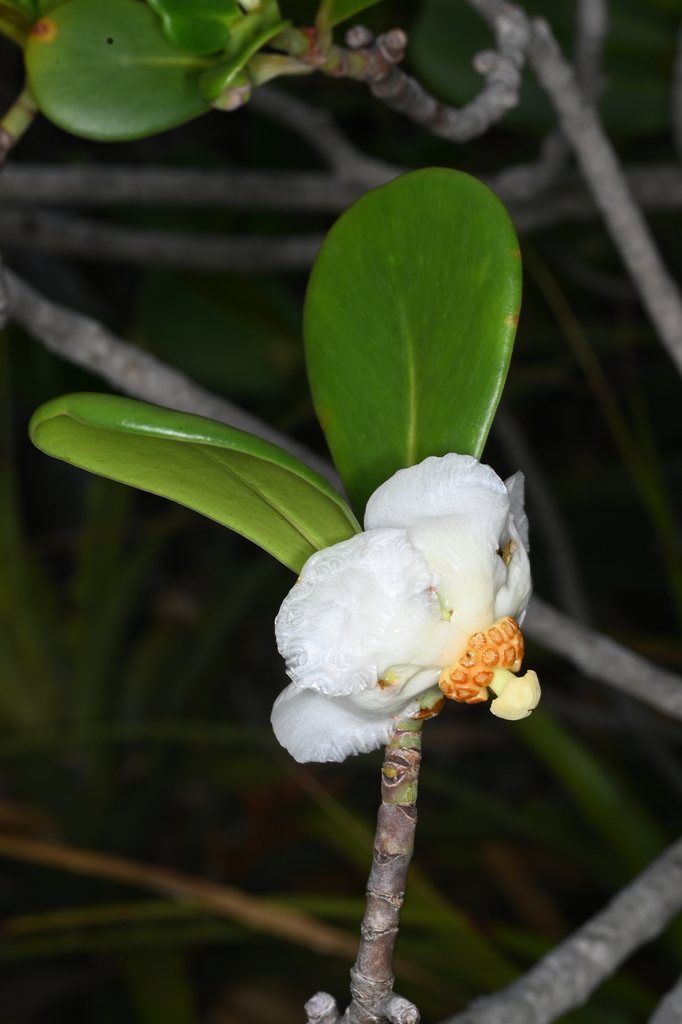 Clusia paralicola