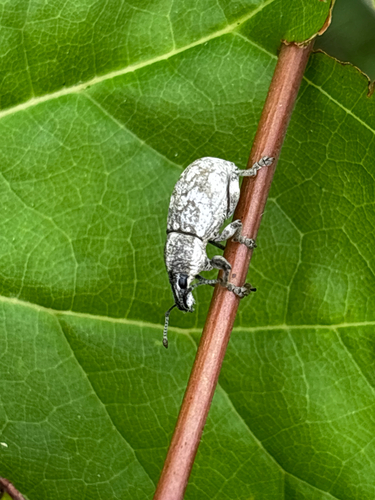 Imbricated Snout Beetle photo 2