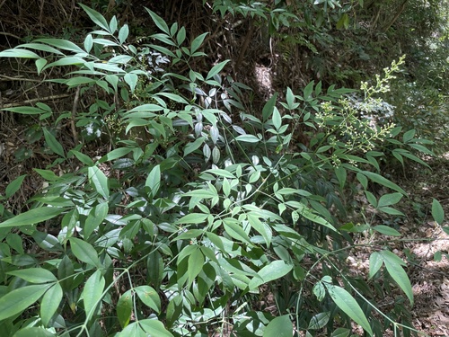 Heavenly bamboo