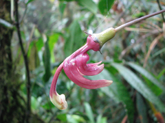 Burmeistera cyclostigmata